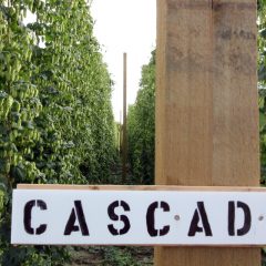 Cascade Hops, Square One Hop Growers