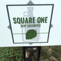 Square One Hops 4