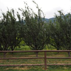 Twisted Hills Apple Trees